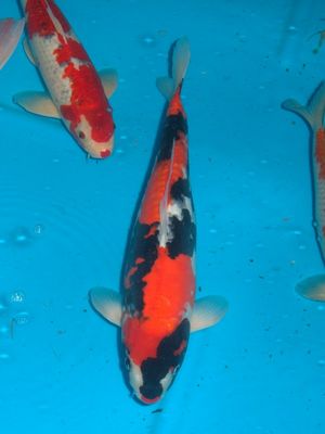 Click to view full size image