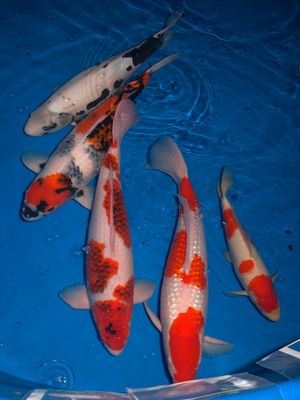 Click to view full size image