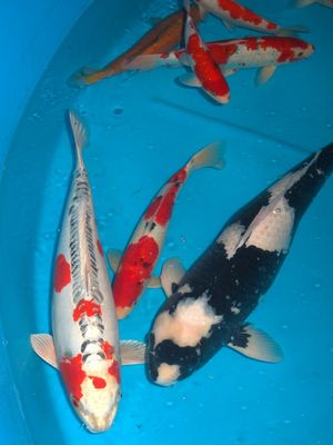 Click to view full size image