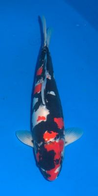 Click to view full size image