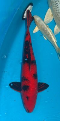 Click to view full size image