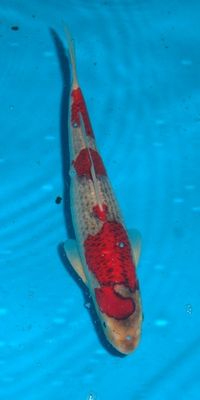 Click to view full size image