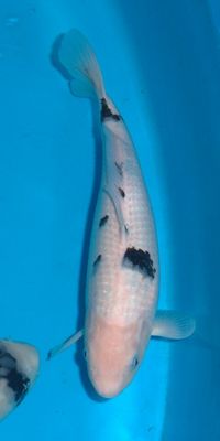 Click to view full size image