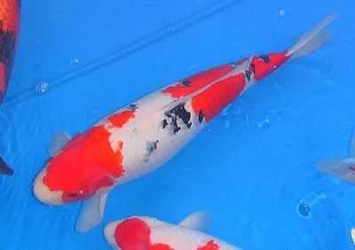 Click to view full size image