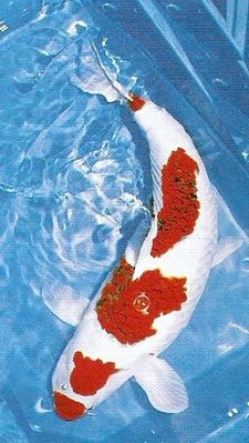 Click to view full size image