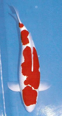 Click to view full size image