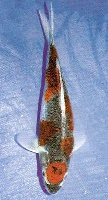 Click to view full size image