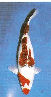 Click to view full size image