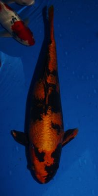 Click to view full size image