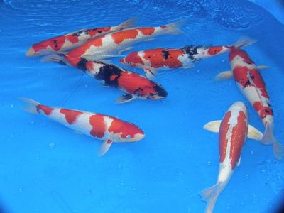 Click to view full size image