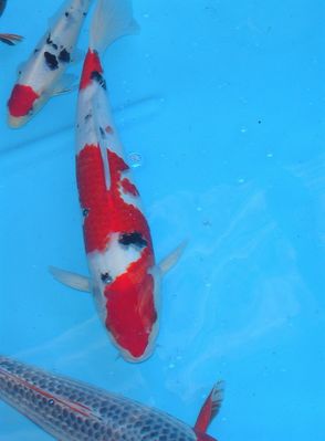 Click to view full size image