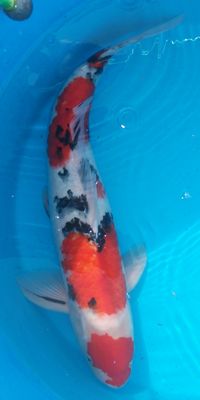 Click to view full size image