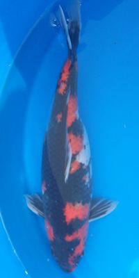 Click to view full size image