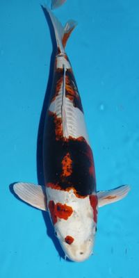 Click to view full size image