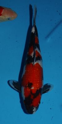 Click to view full size image