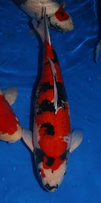 Click to view full size image