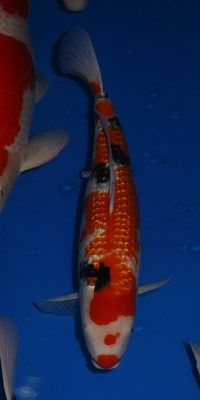 Click to view full size image