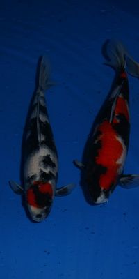 Click to view full size image