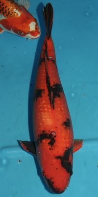 Click to view full size image