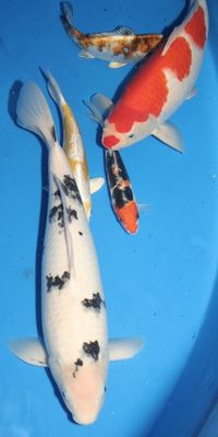 Click to view full size image