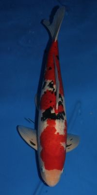 Click to view full size image