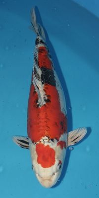 Click to view full size image