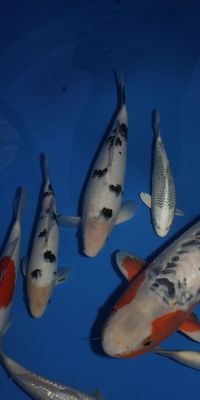 Click to view full size image