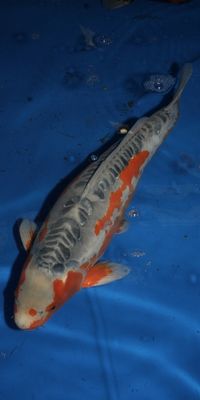 Click to view full size image