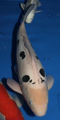 Click to view full size image