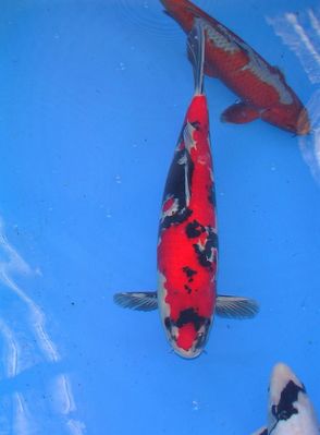 Click to view full size image